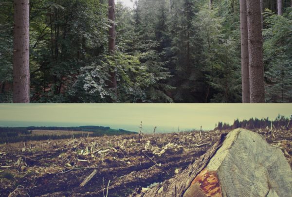 Wald statt Asphalt!